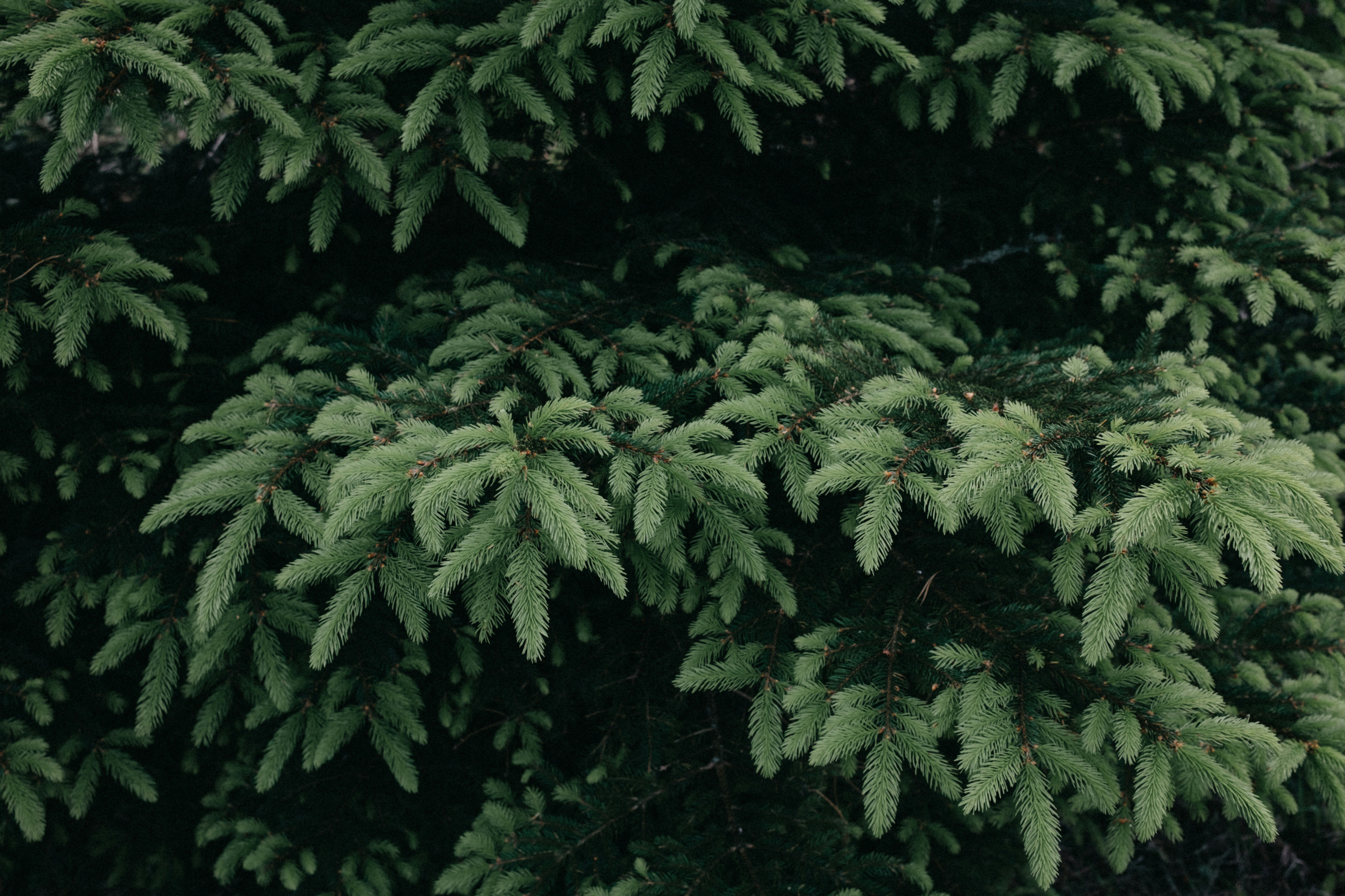 Photo by anniespratt