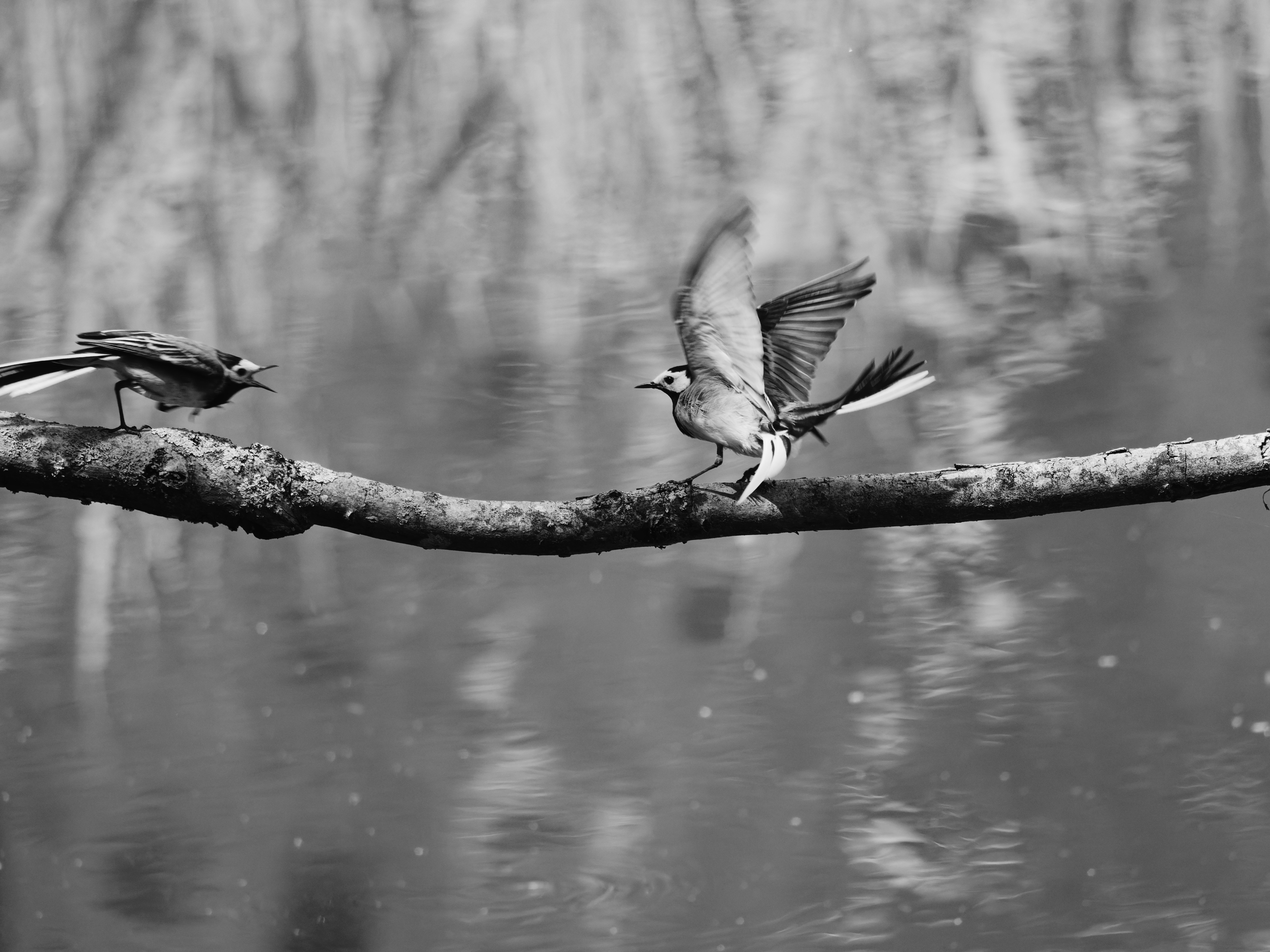 two birds are perched on a branch over a body of water