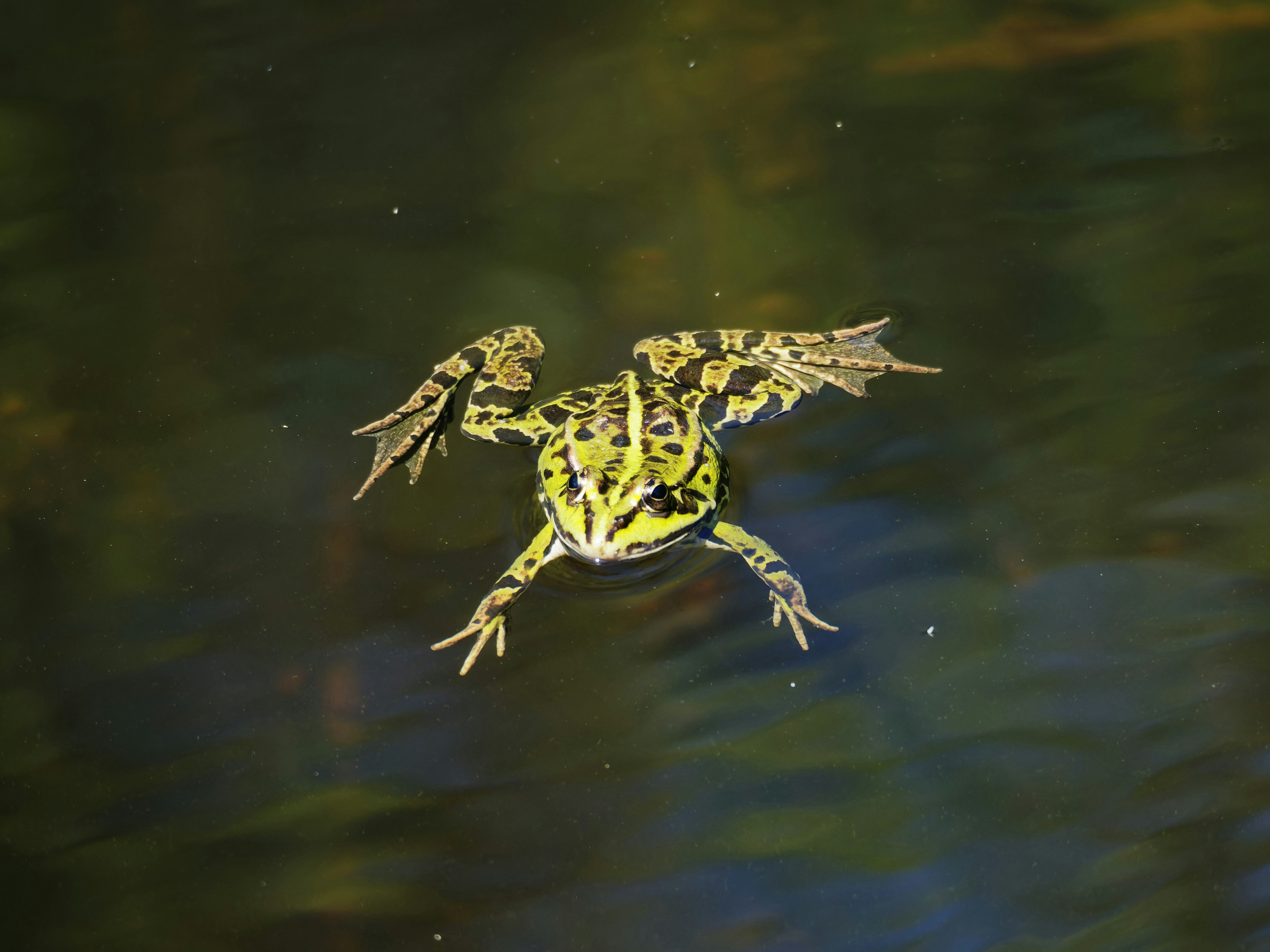 a frog that is floating in some water