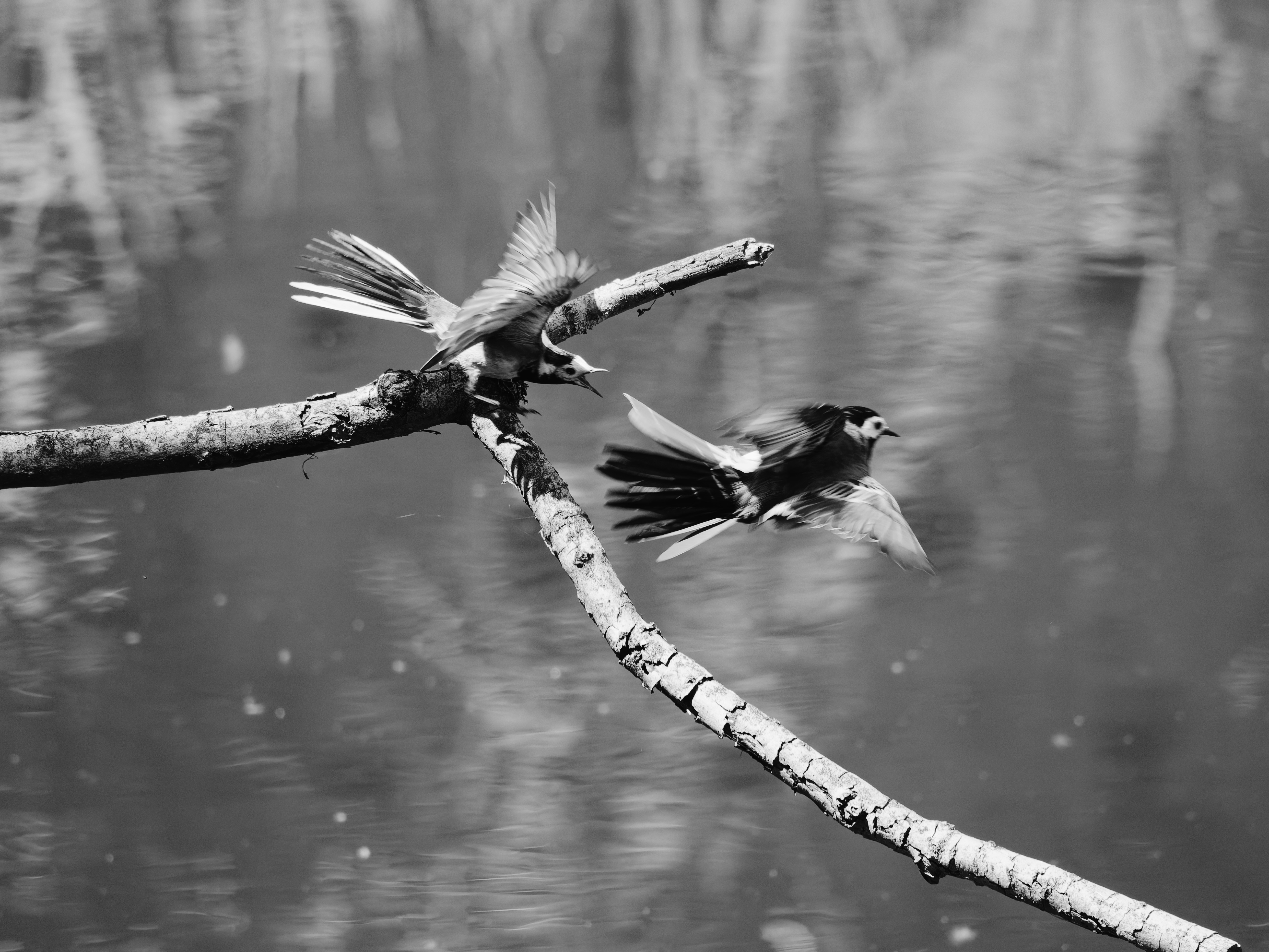 a couple of birds flying over a body of water