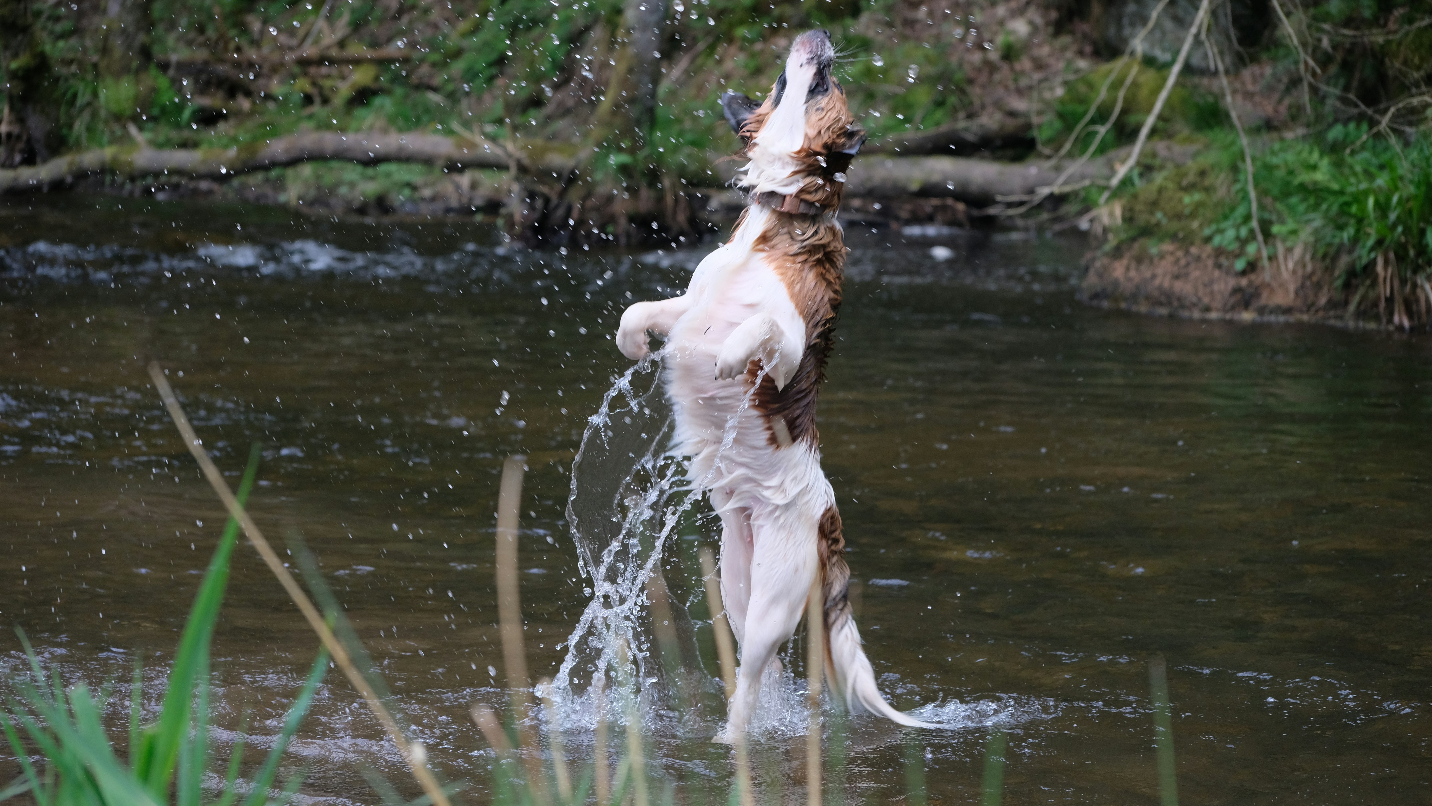 a brown and white dog standing in a river