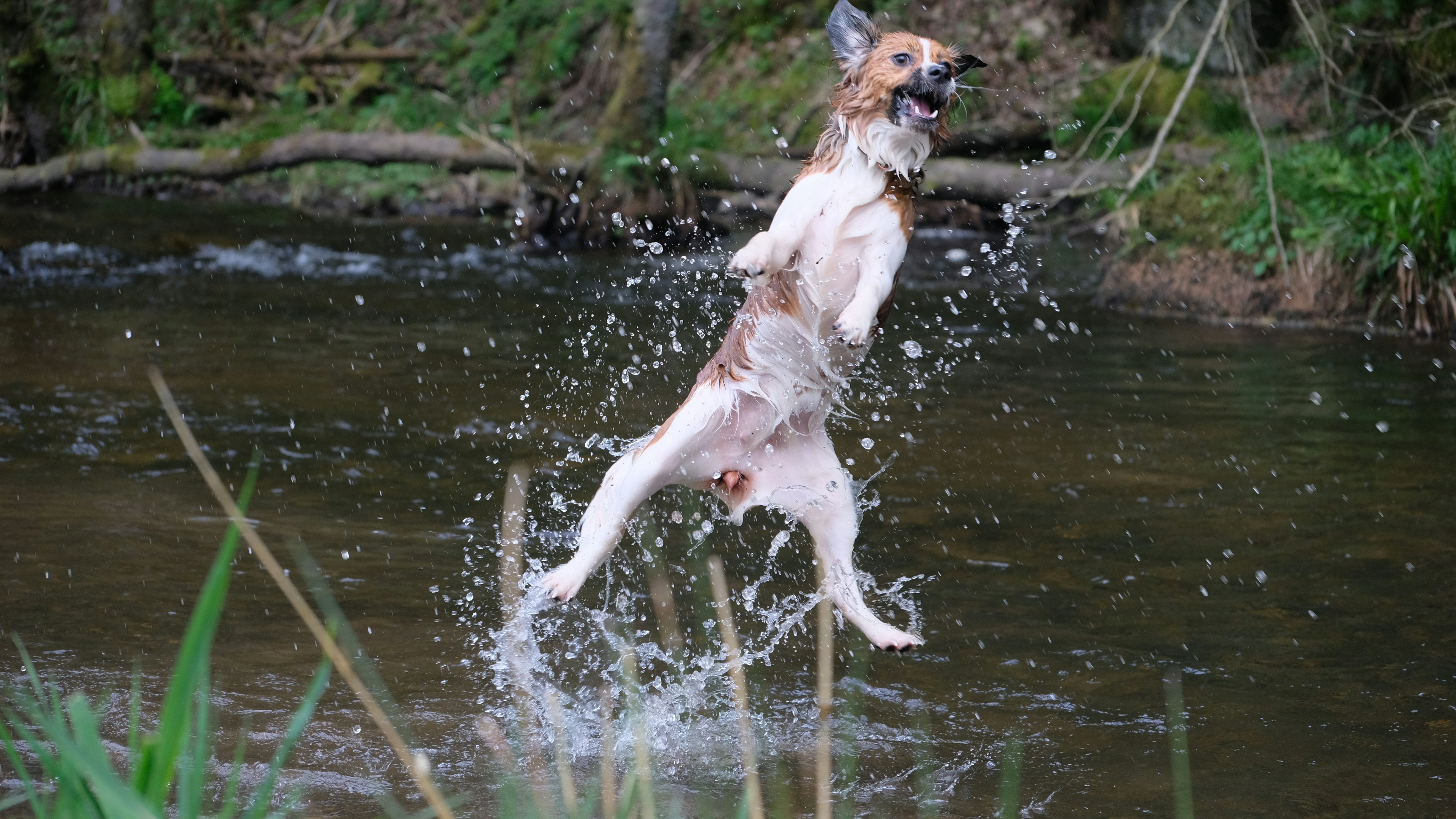 a dog jumping into a river to catch a frisbee