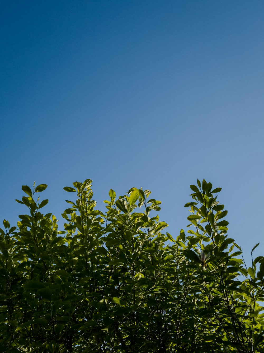 a clear blue sky is seen through the leaves of a tree