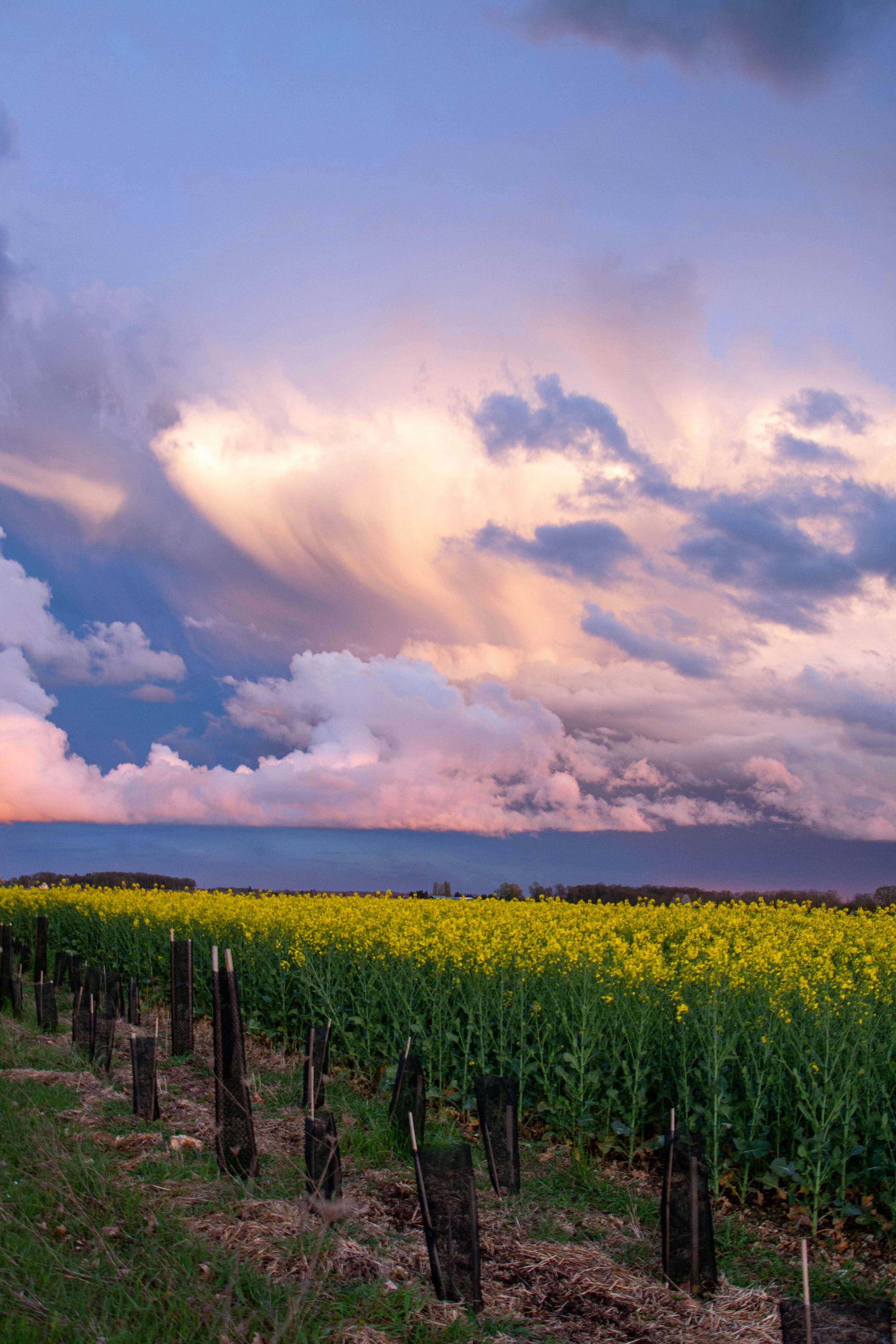 Ein gelbes Blumenfeld unter einem bewölkten Himmel