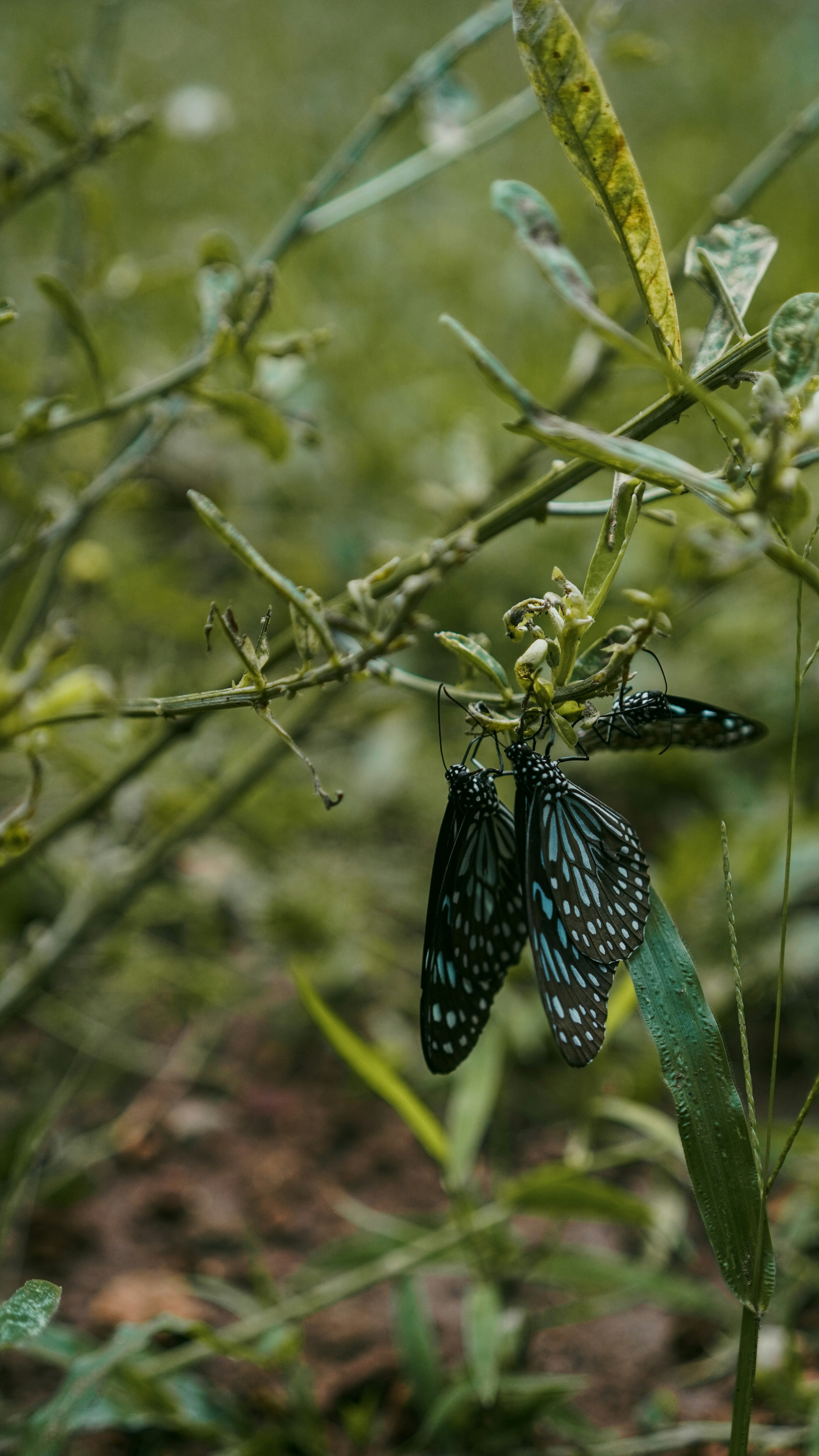 a couple of butterflies that are on a plant