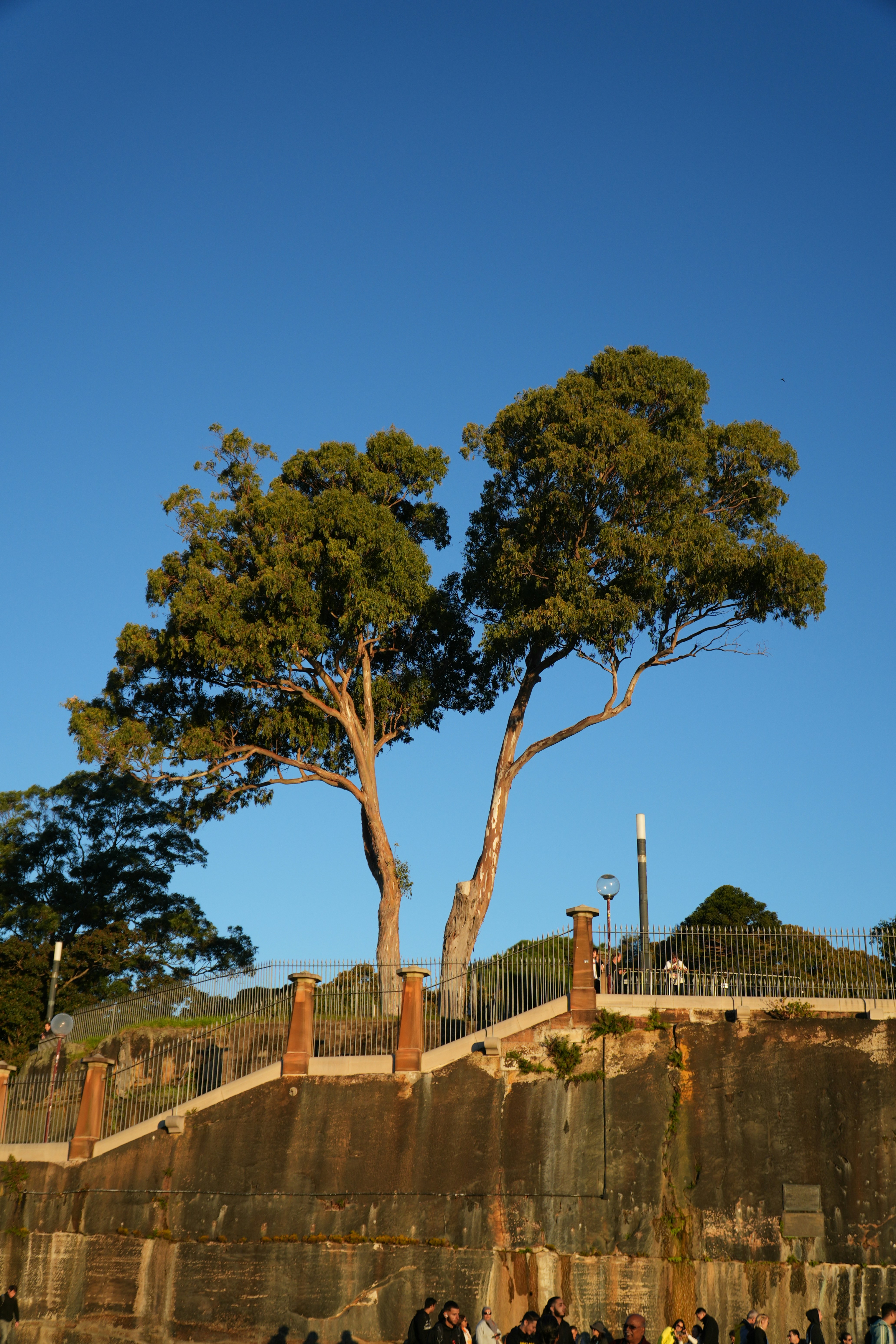 a group of people standing next to a large tree