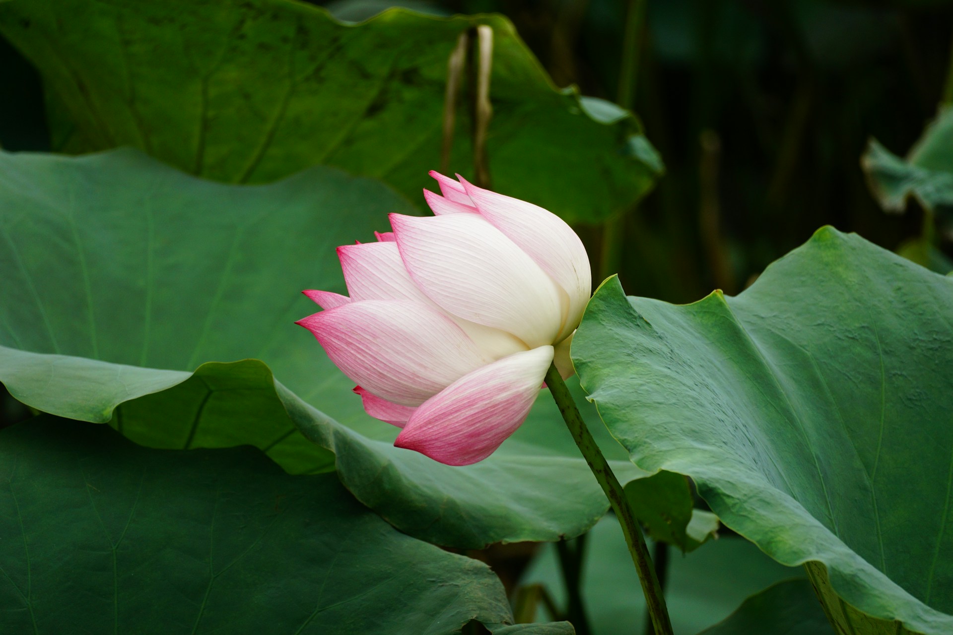 a pink and white flower sitting on top of a green leafy plant
