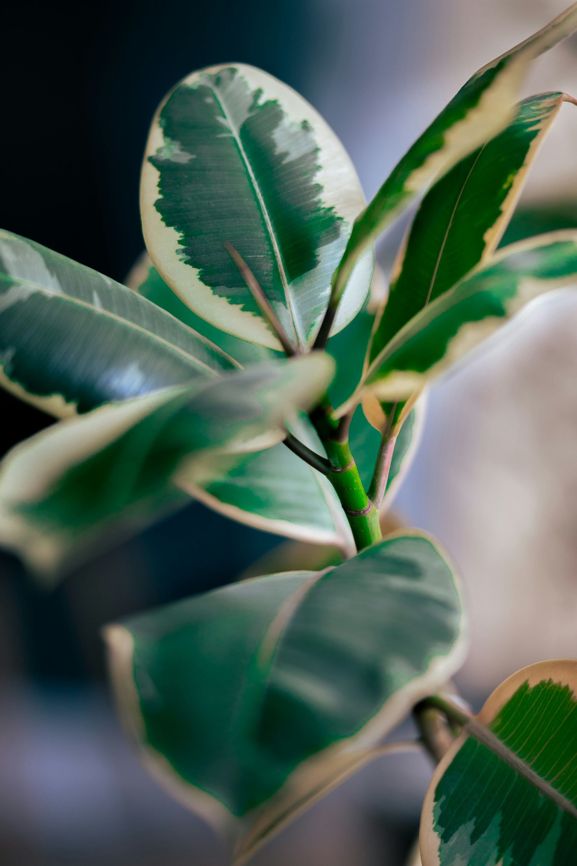 a close up of a plant with green leaves
