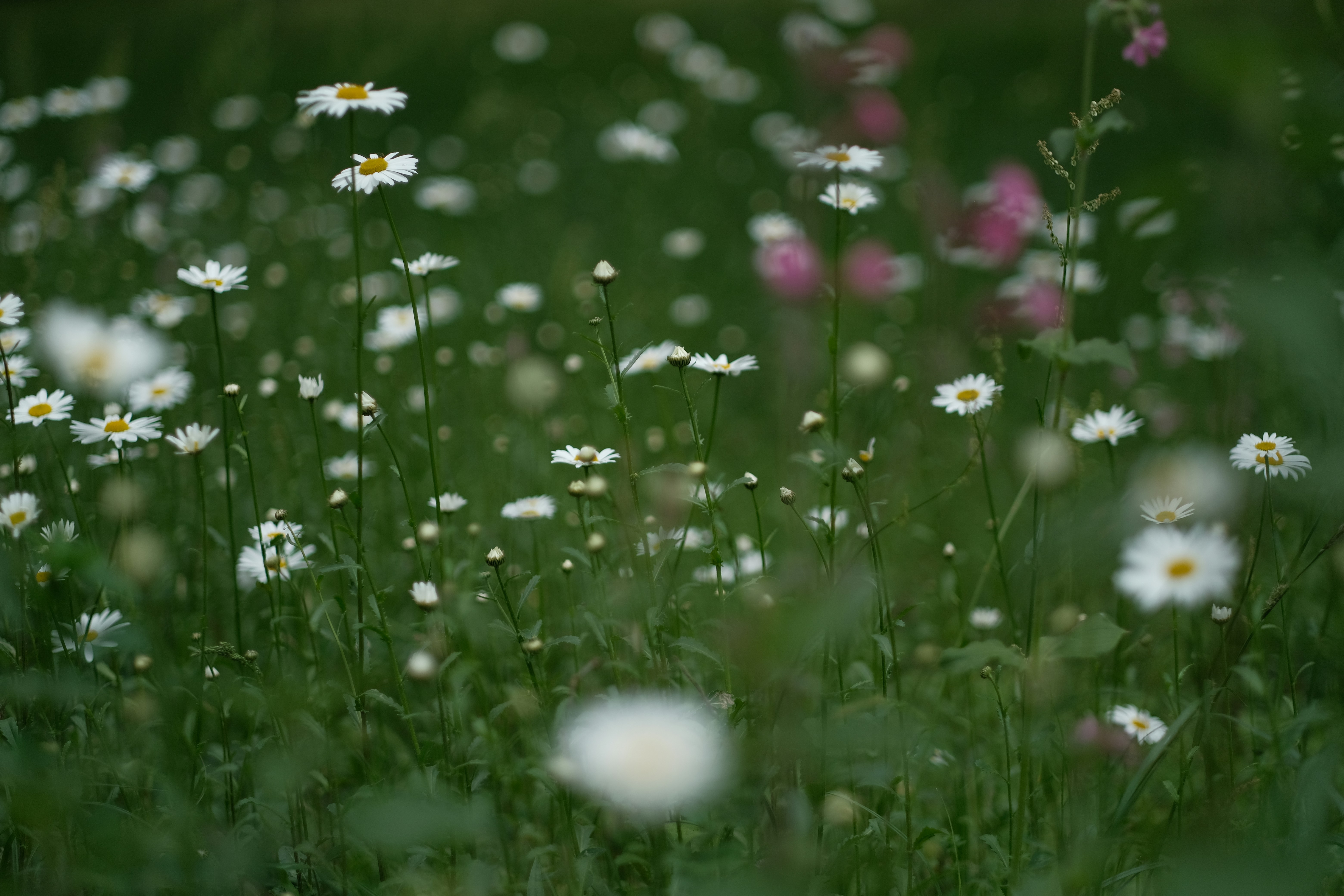 Photo by davidedante