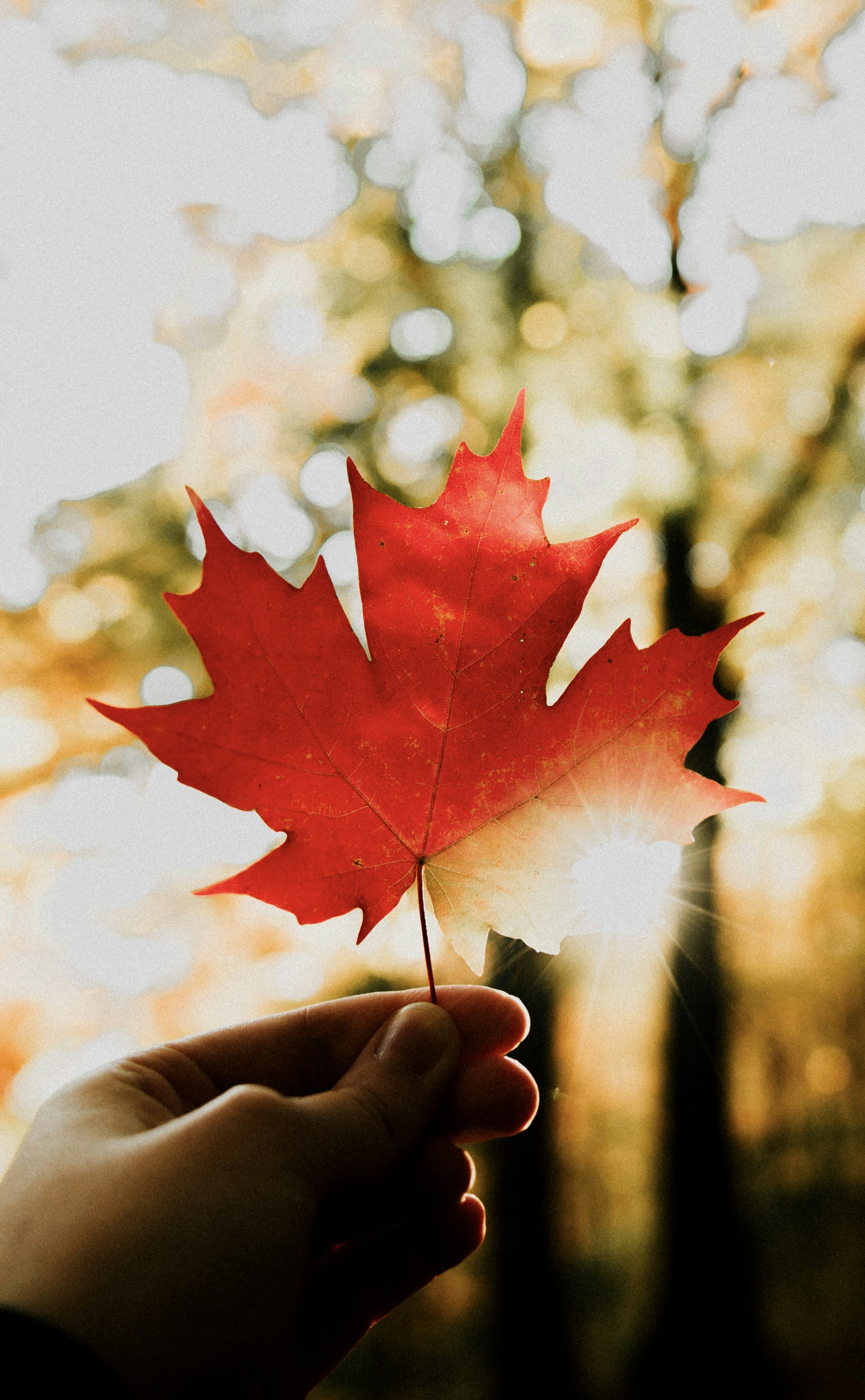 a person holding a red maple leaf in their hand