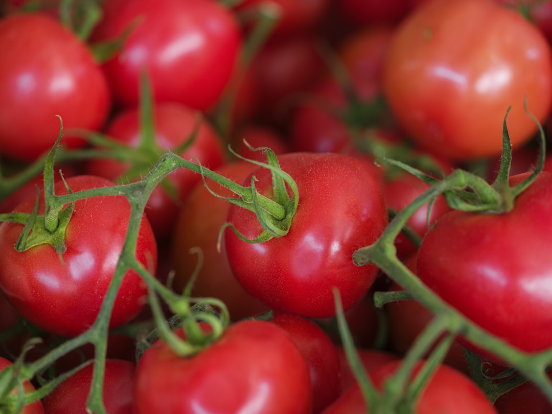 a close up of a bunch of tomatoes