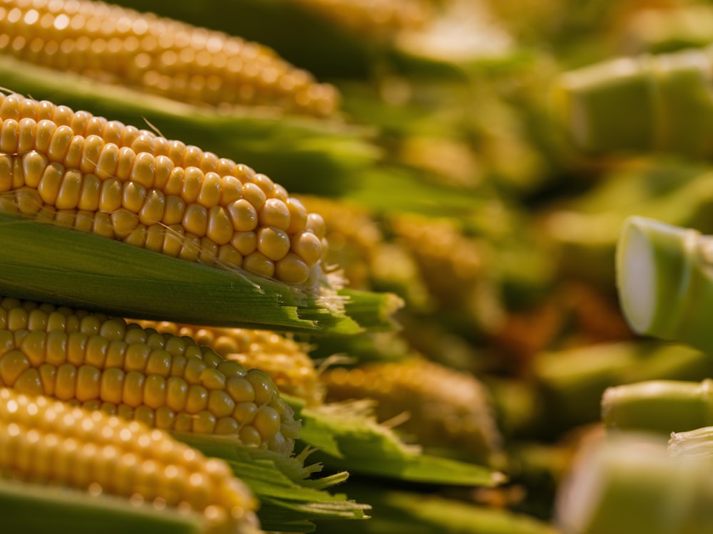 a close up of corn on the cob
