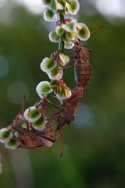 a close up of a flower with a bug on it