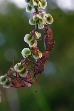 a close up of a flower with a bug on it