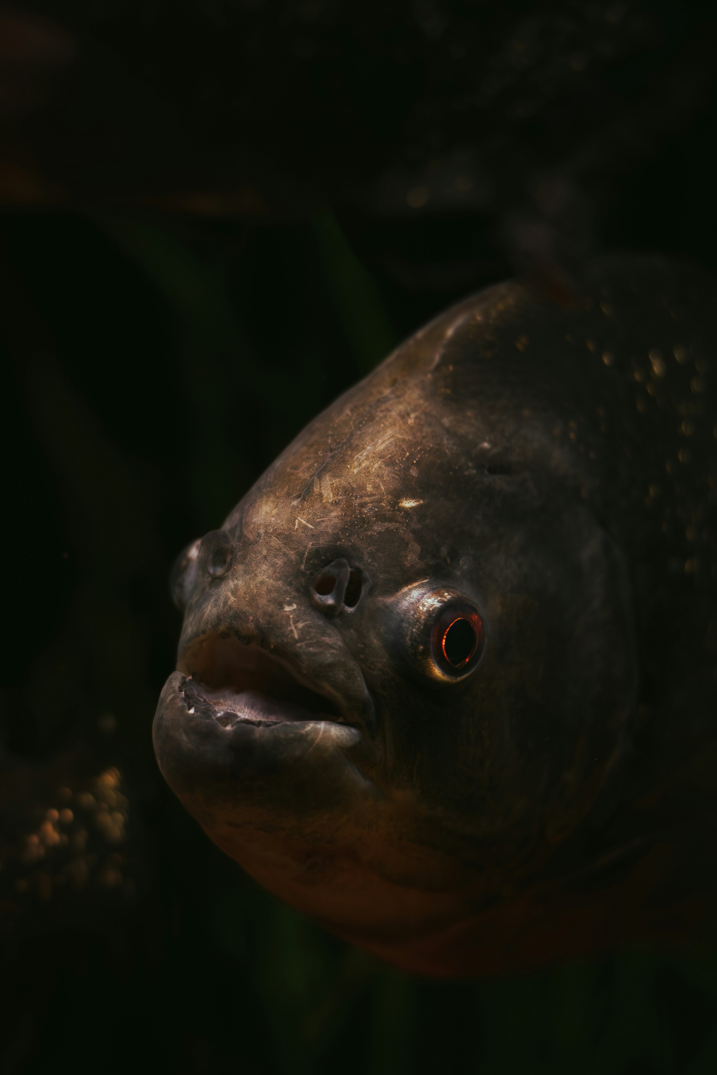 Photo by infernisvox