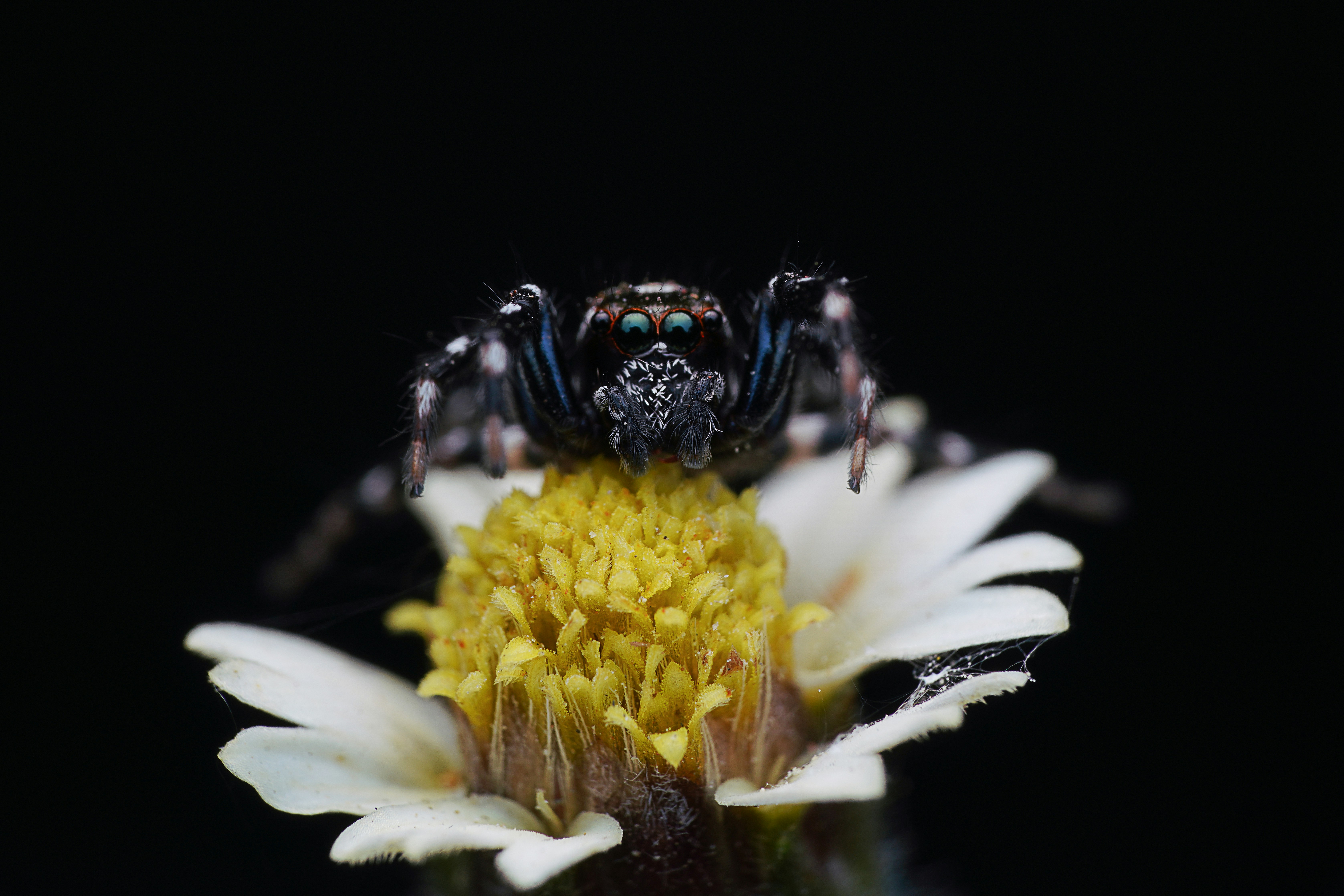 A close up of a spider on a flower photo – Free Dhaka Image on Unsplash