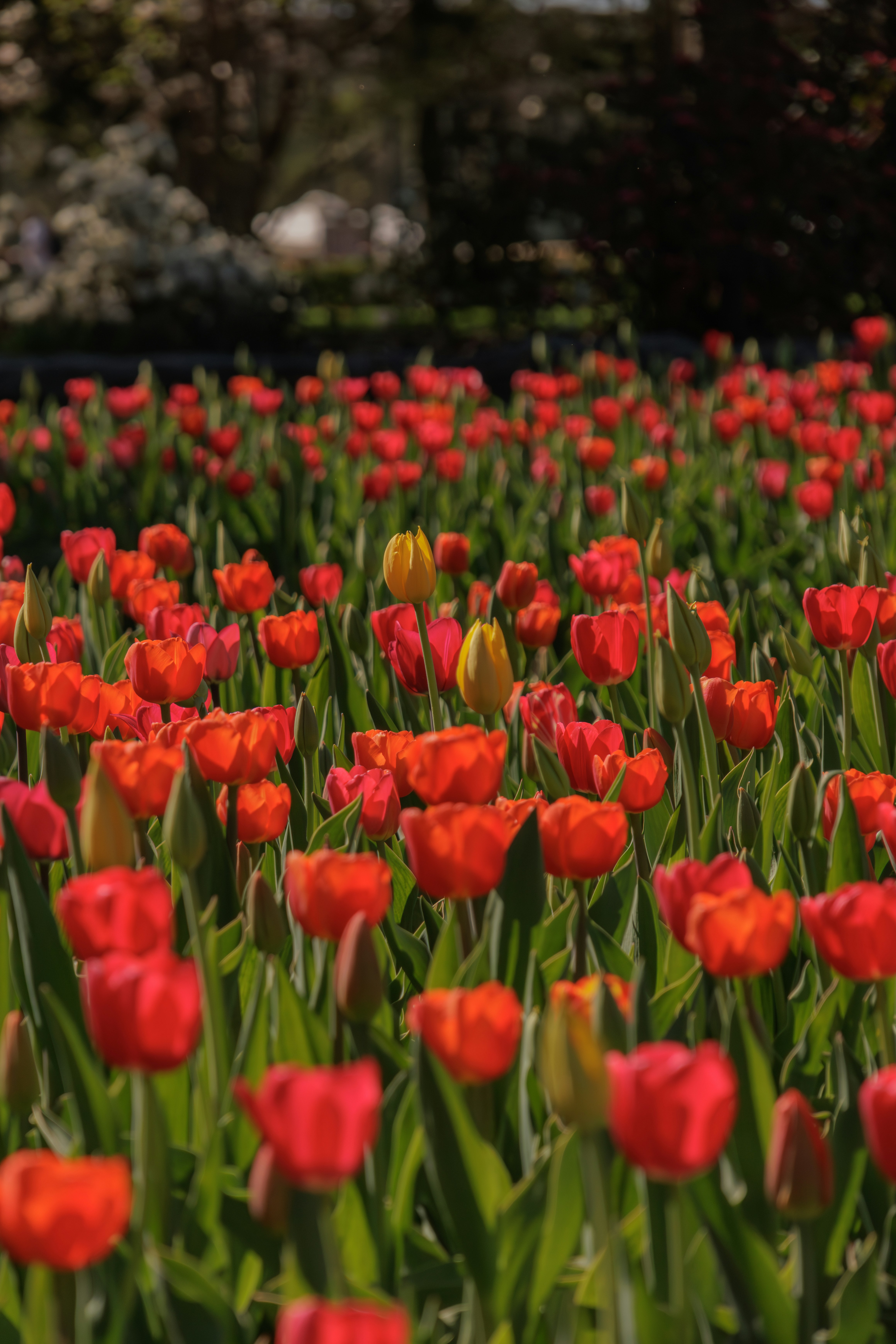 Photo by abdelkader1001