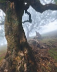 a large tree in the middle of a foggy forest