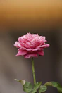 a pink flower with green leaves on a stem