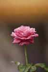 a pink flower with green leaves on a stem