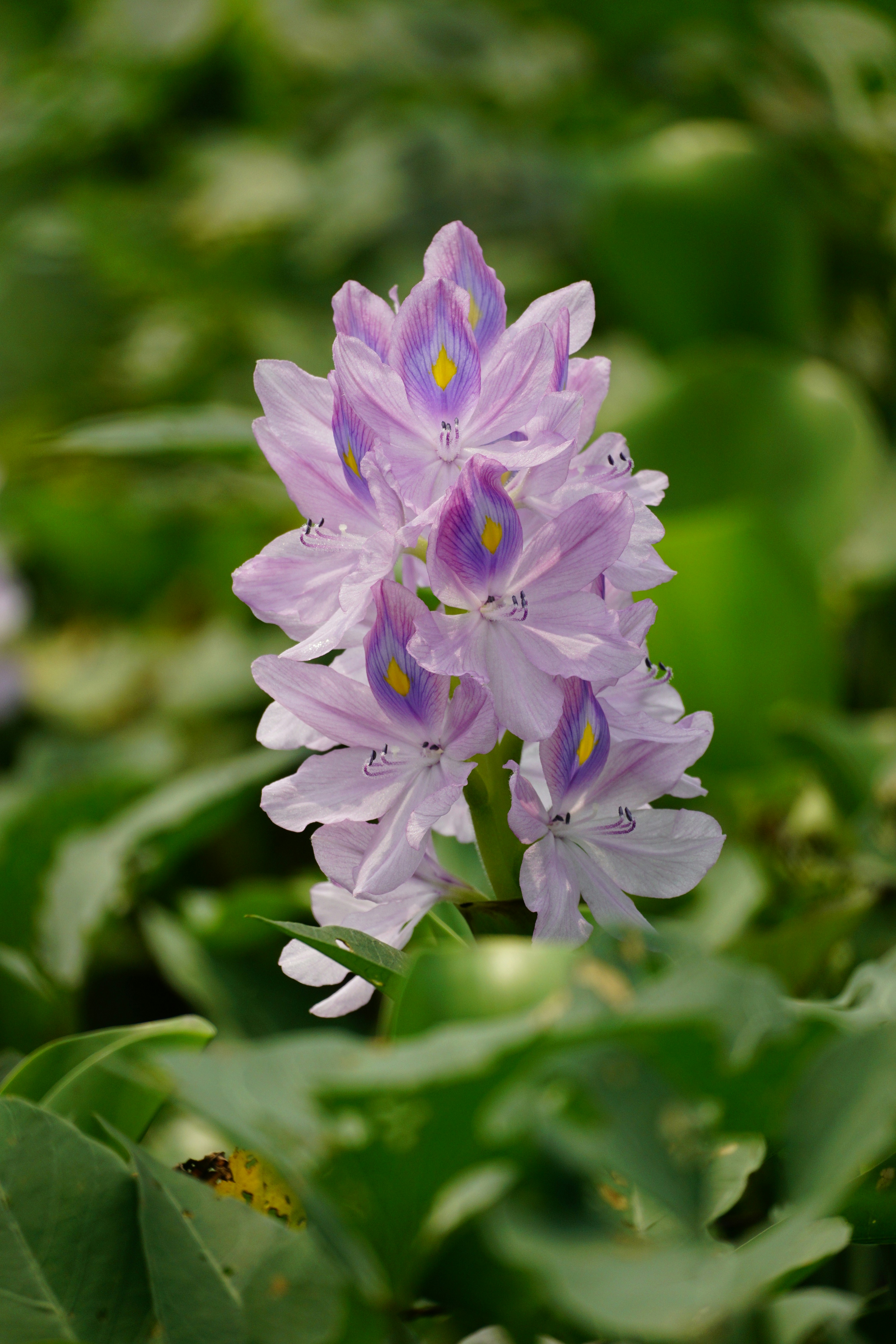a group of purple flowers sitting on top of a lush green field