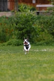 a small dog running across a lush green field