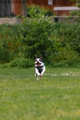 a small dog running across a lush green field