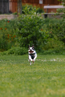 a small dog running across a lush green field