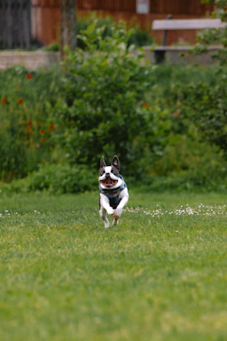 a small dog running across a lush green field