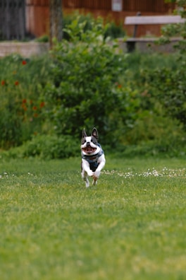 a small dog running across a lush green field