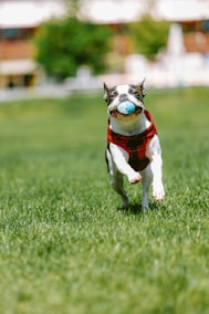 a dog running with a ball in its mouth