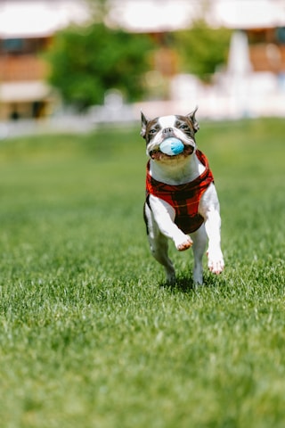 a dog running with a ball in its mouth