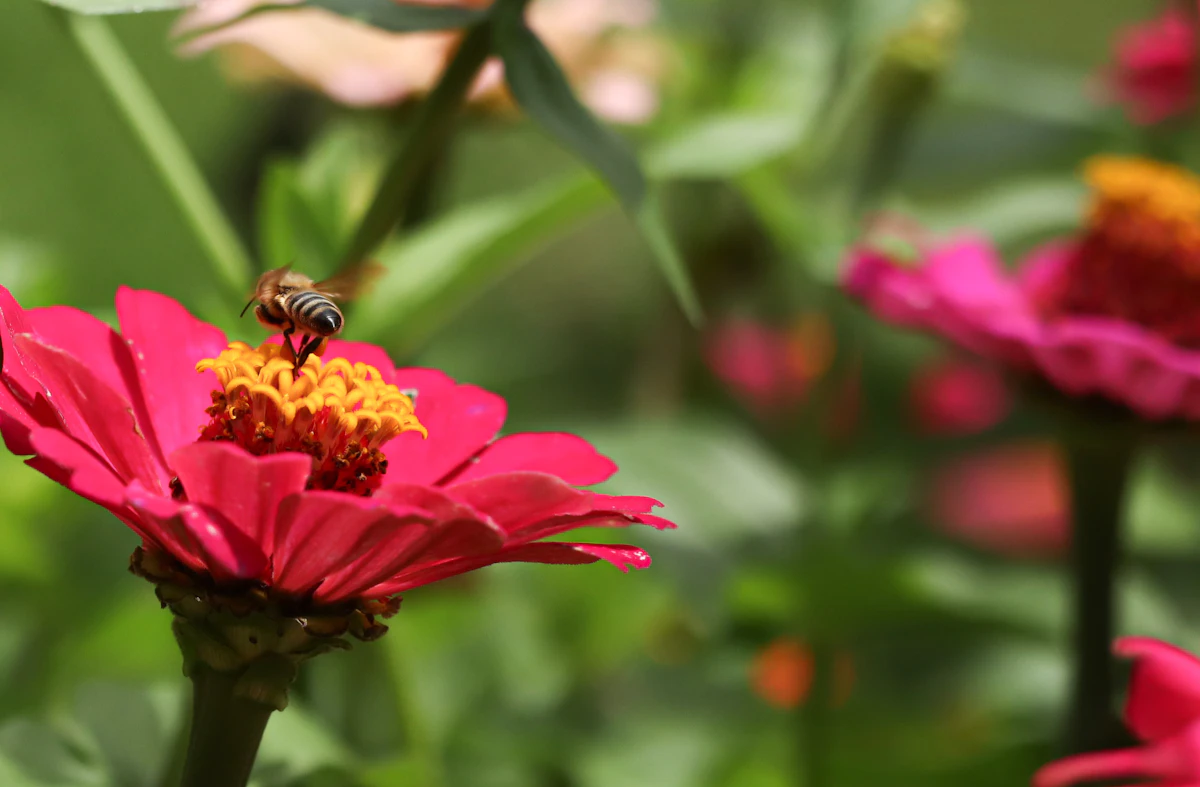 Bij bezoekt een bloem in een groene tuin