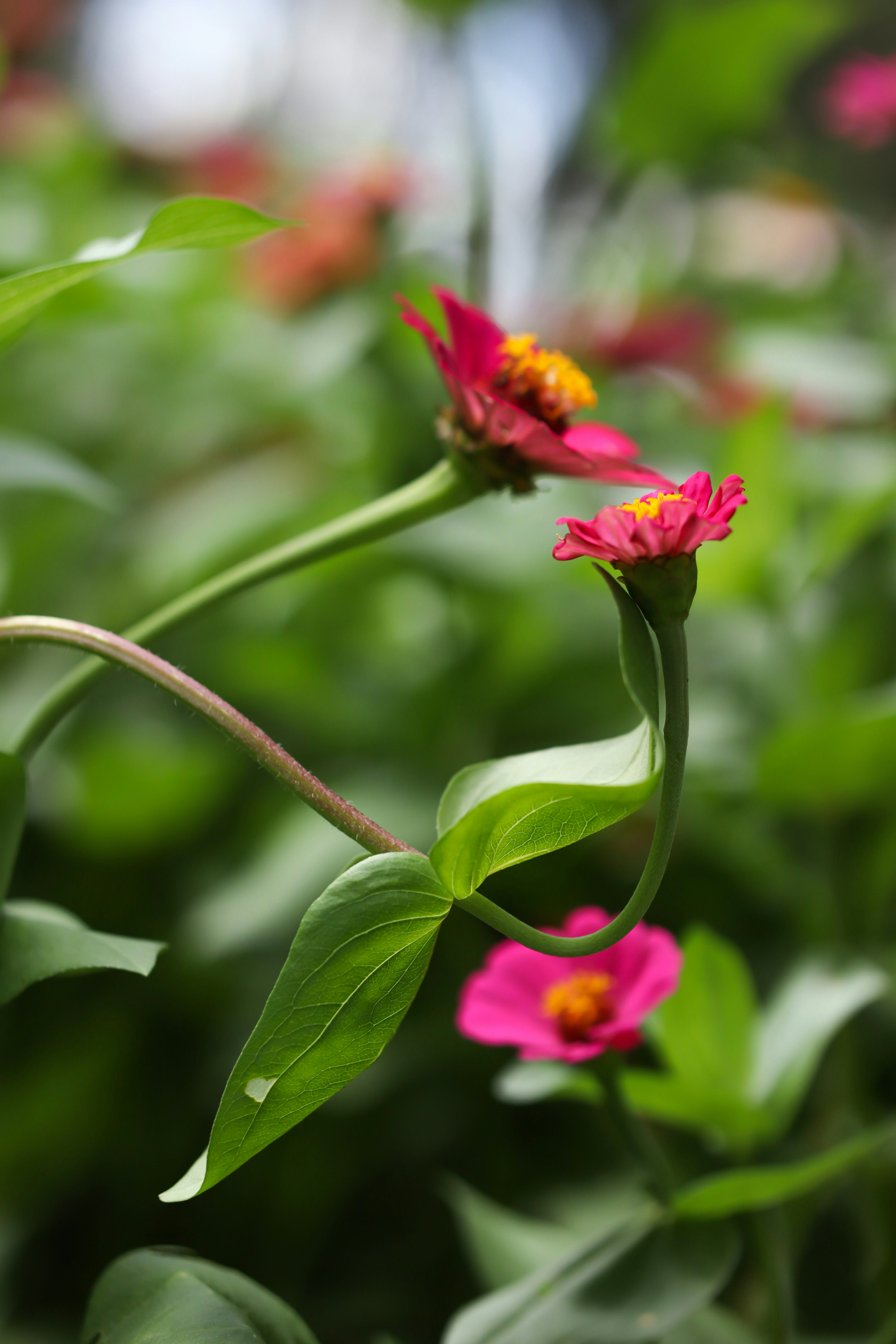 a group of pink flowers with green leaves