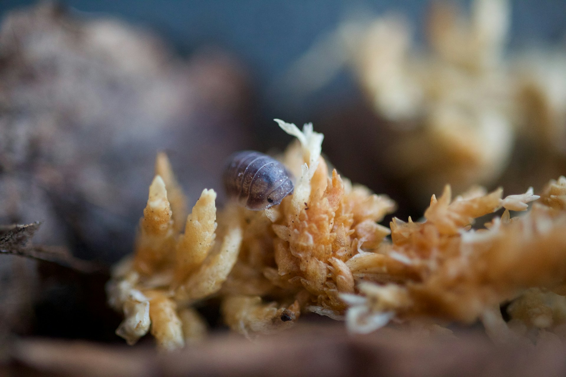a close up of a bug crawling on a plant