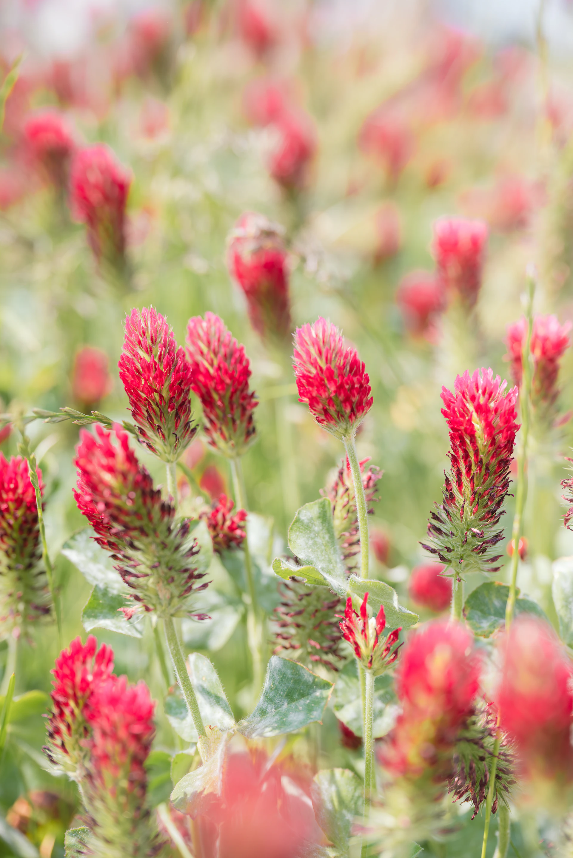 a field of red flowers with green leaves