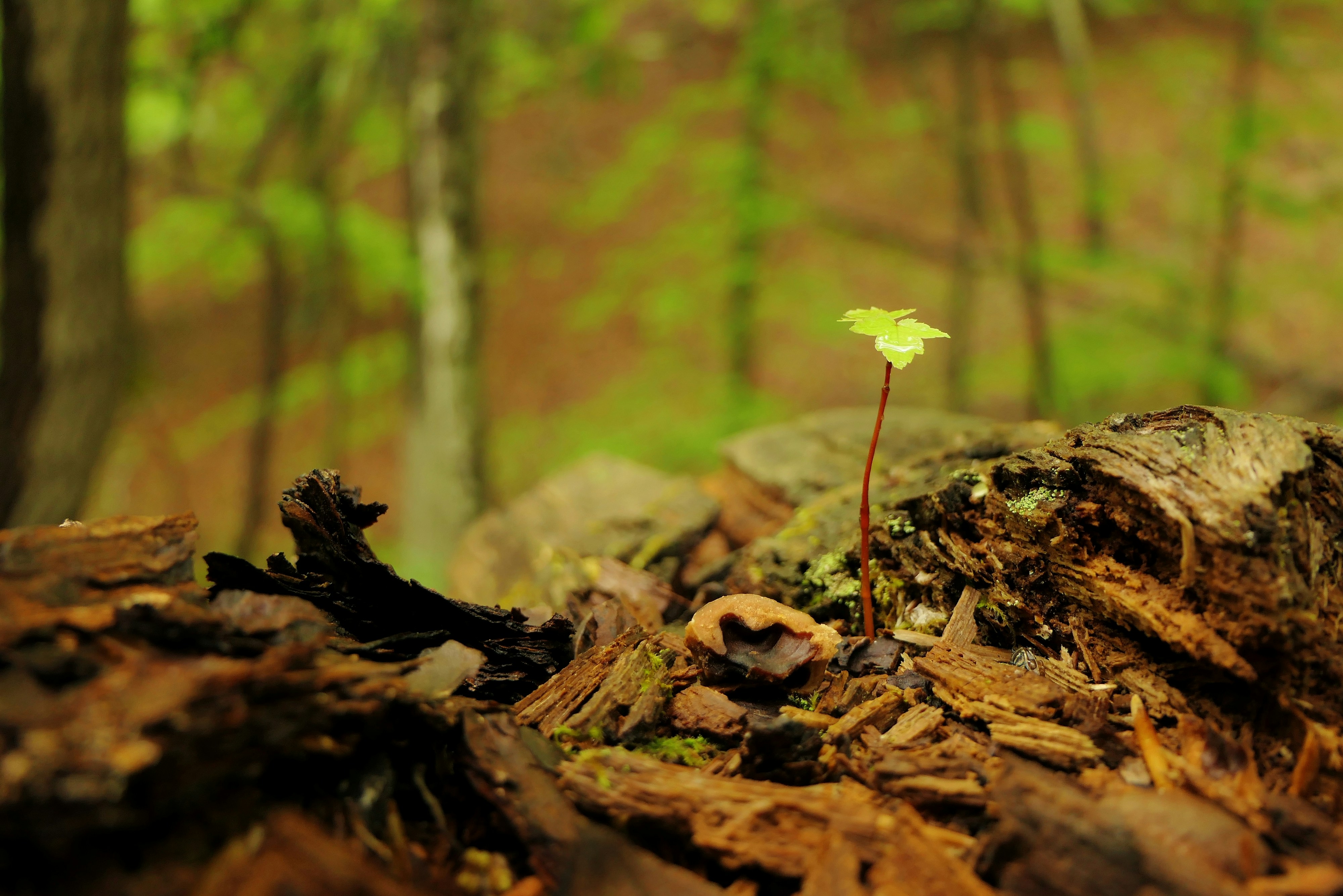New sprout emerging from forest floor, trees in background