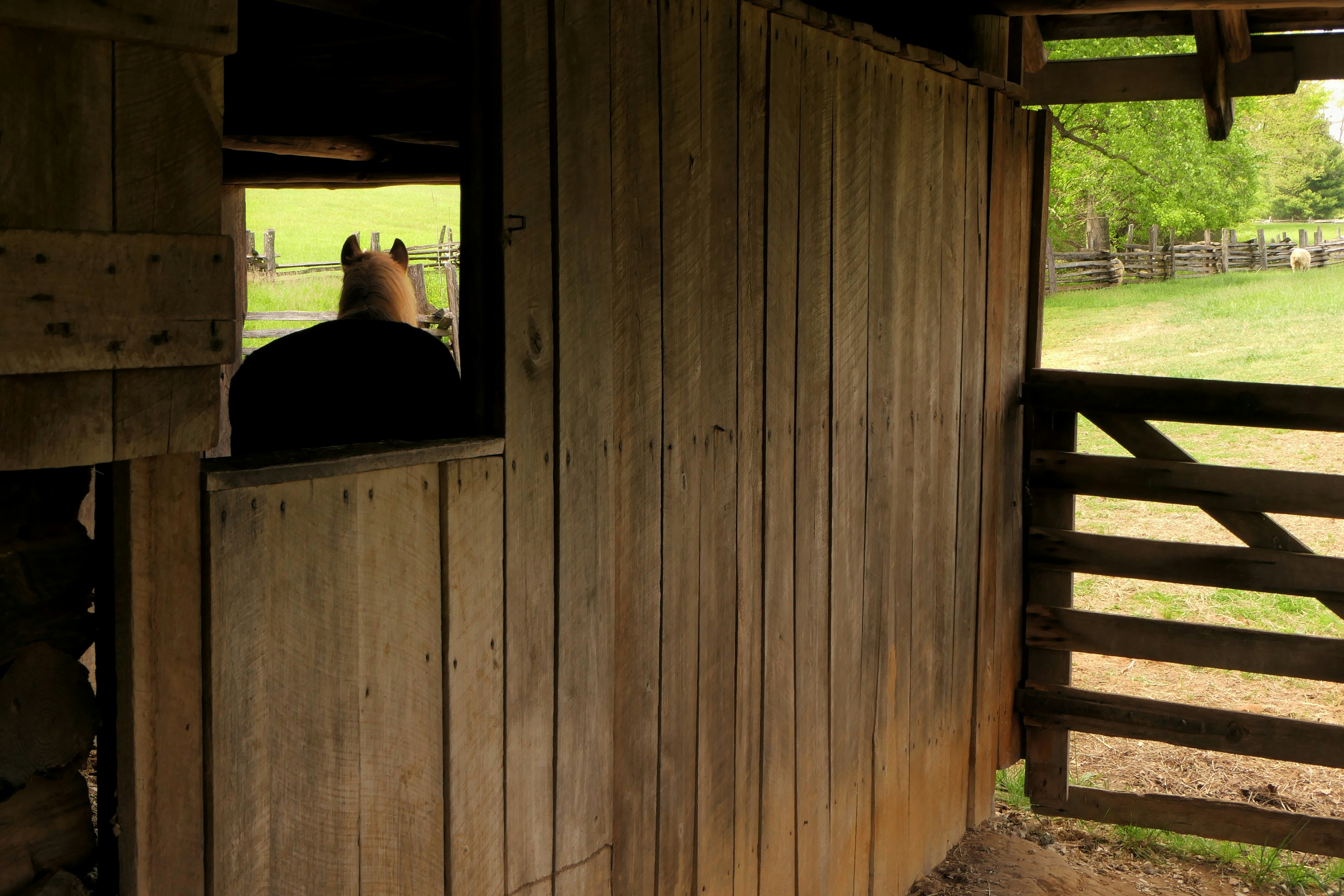 a horse is looking out of a stable
