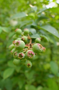 a bunch of green berries hanging from a tree