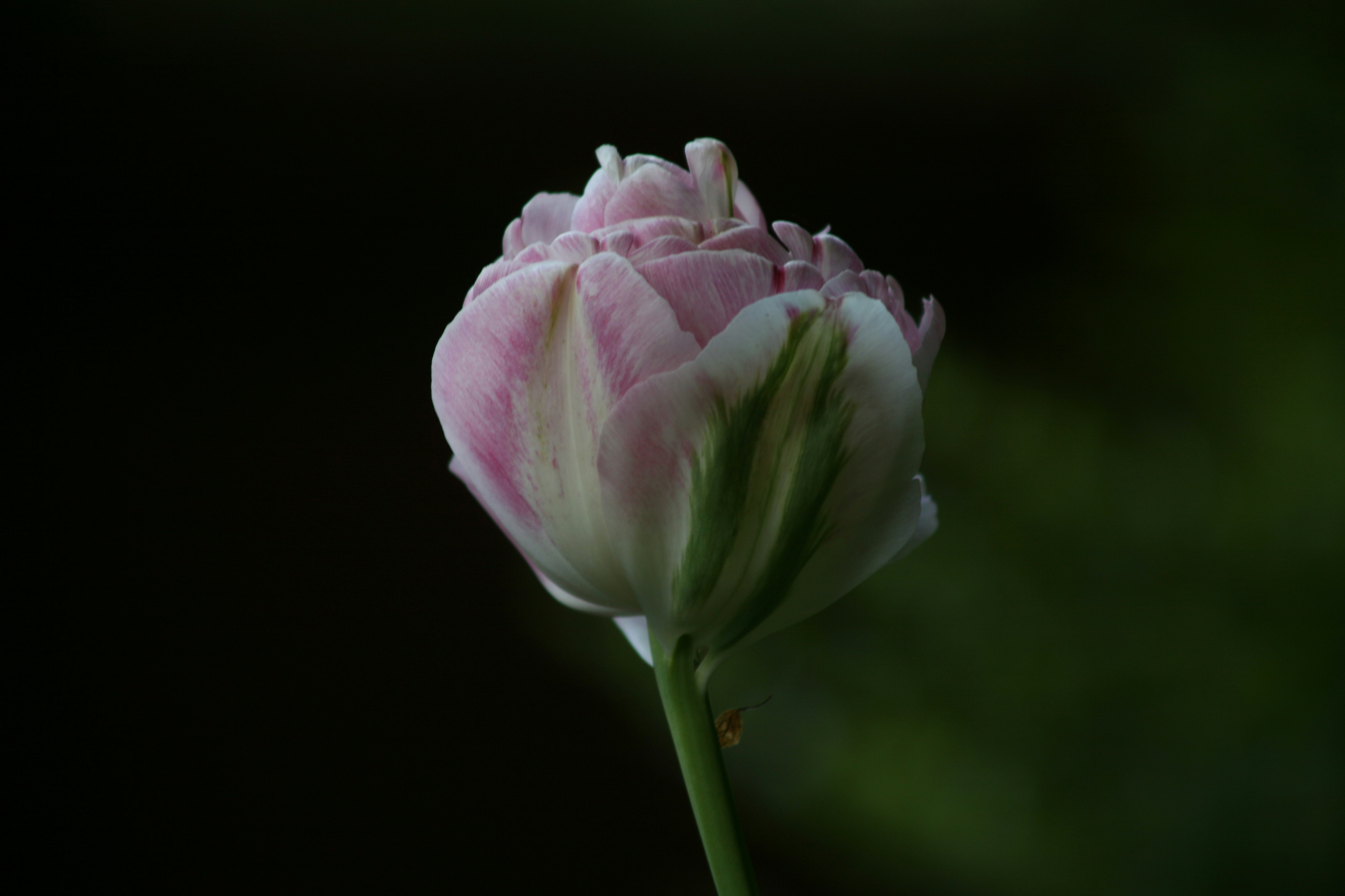 Photo by sandorfehervari