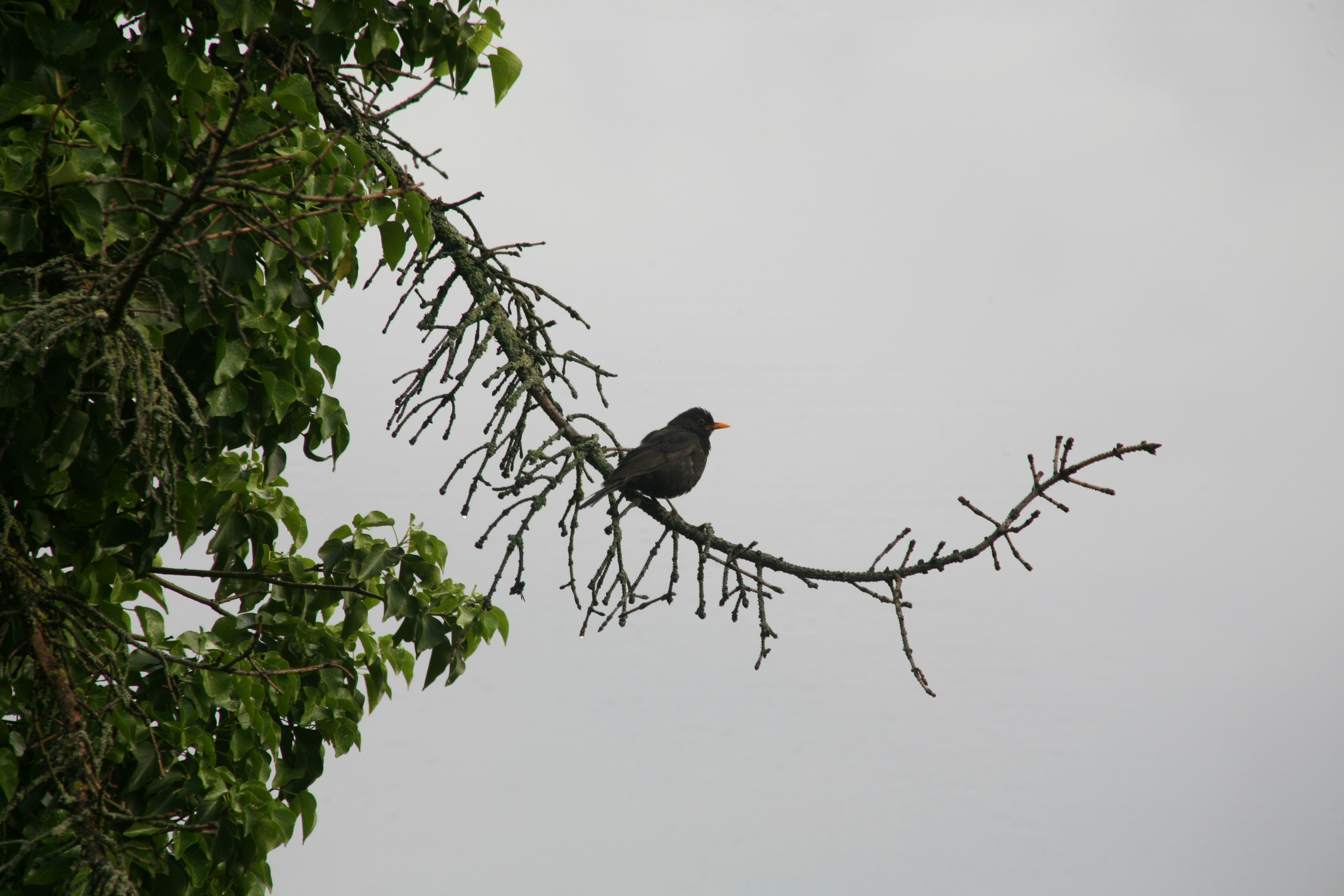 Photo by sandorfehervari