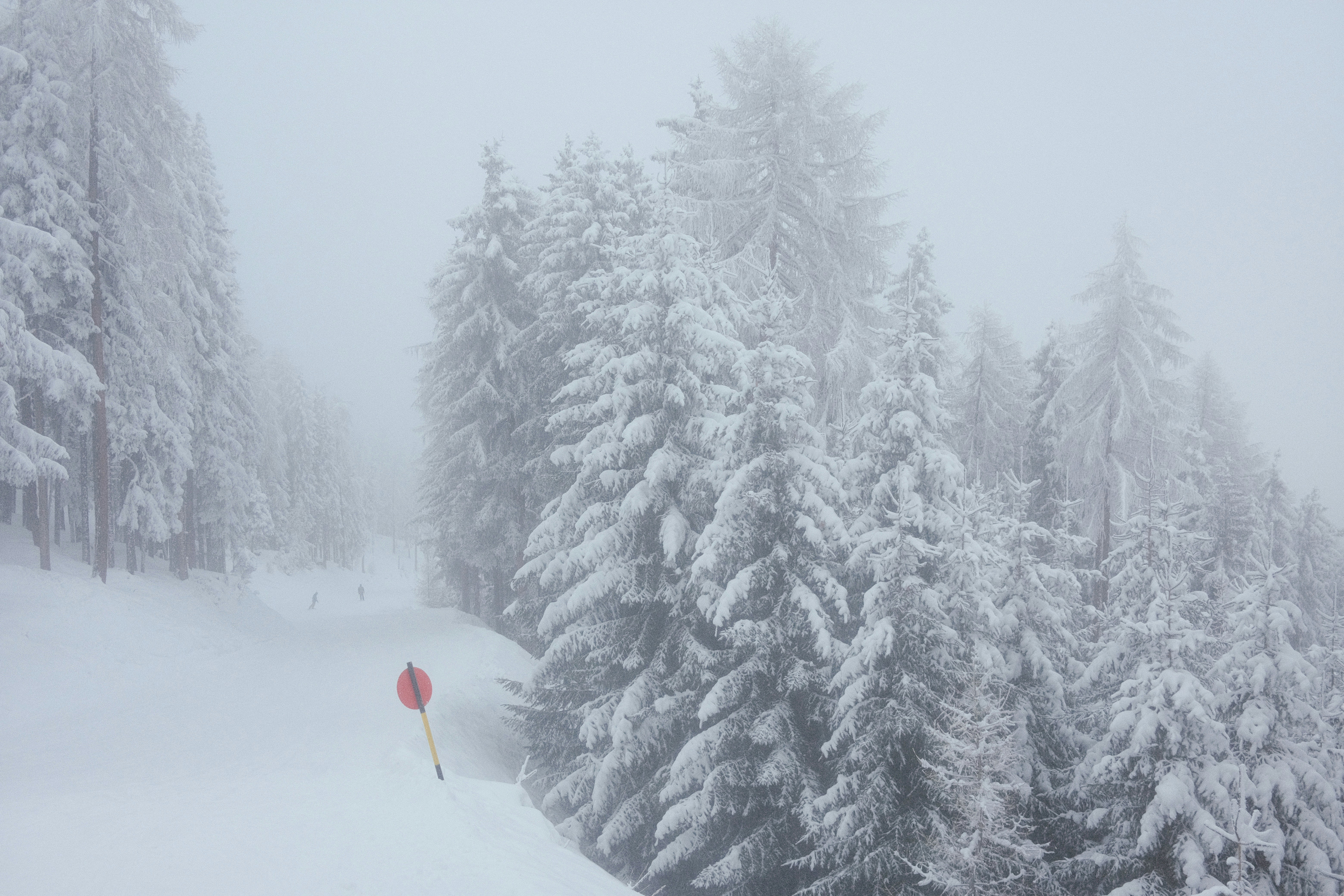 Photo by bring_shrubbery