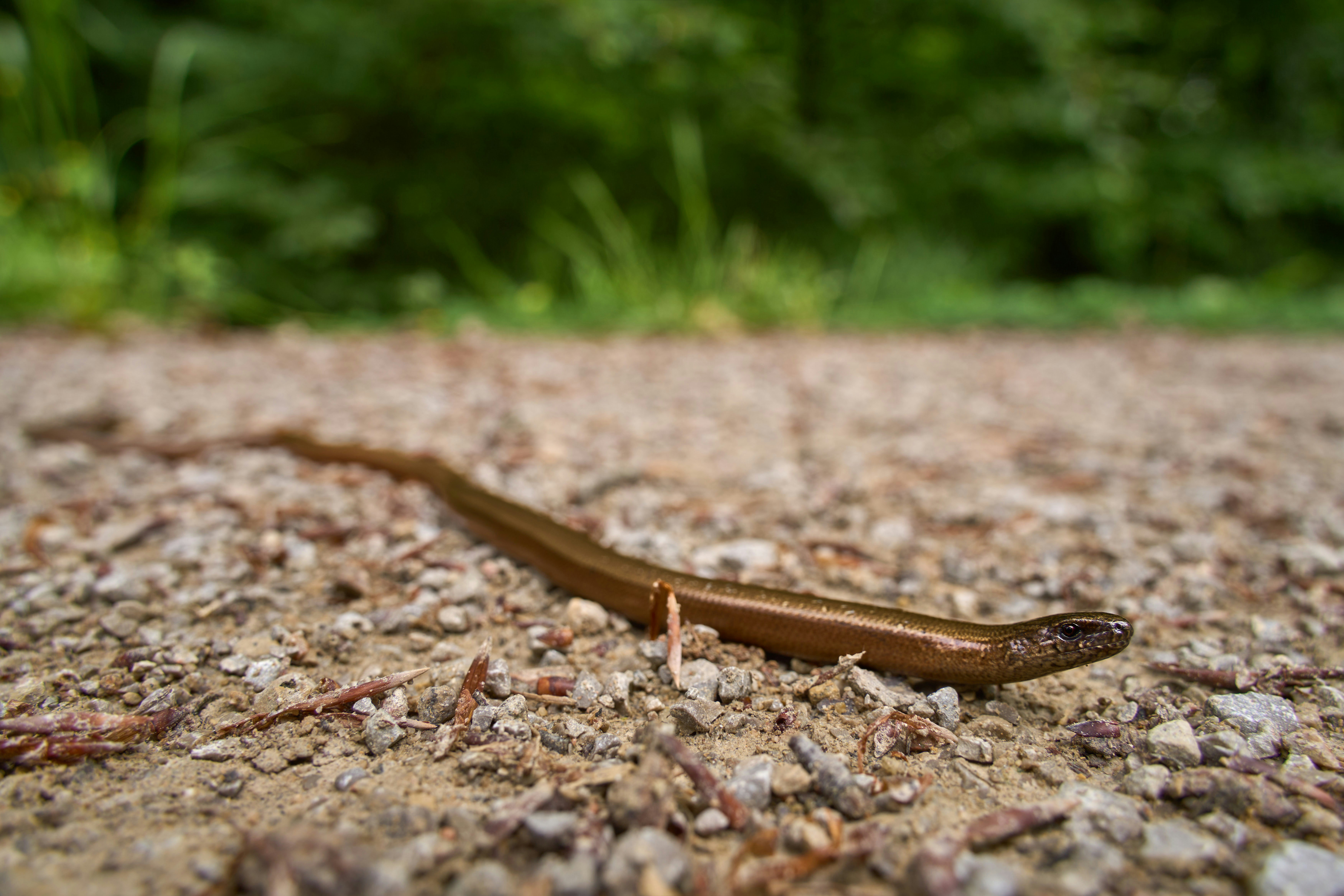 Photo by wolfgang_hasselmann