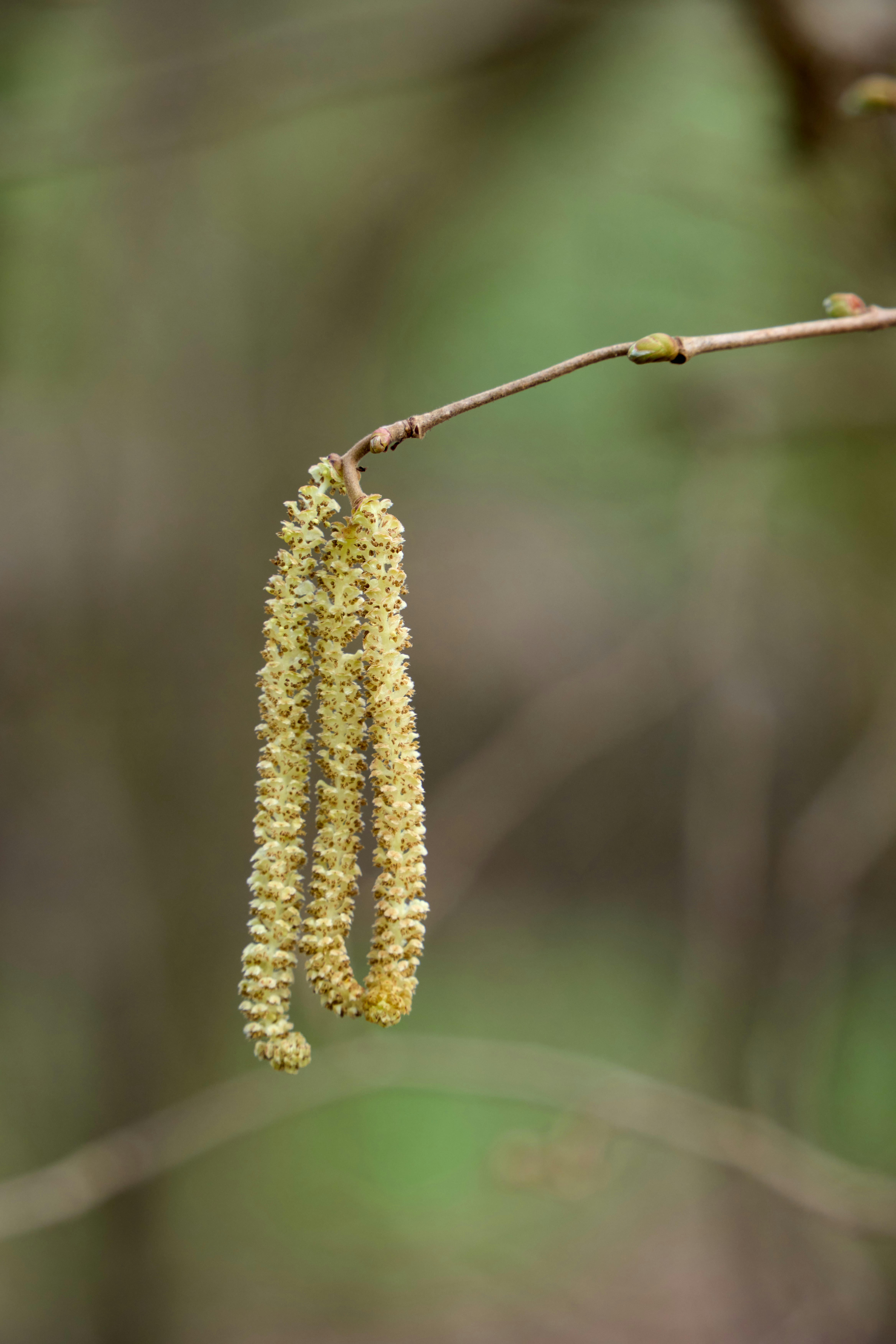 Photo by wolfgang_hasselmann