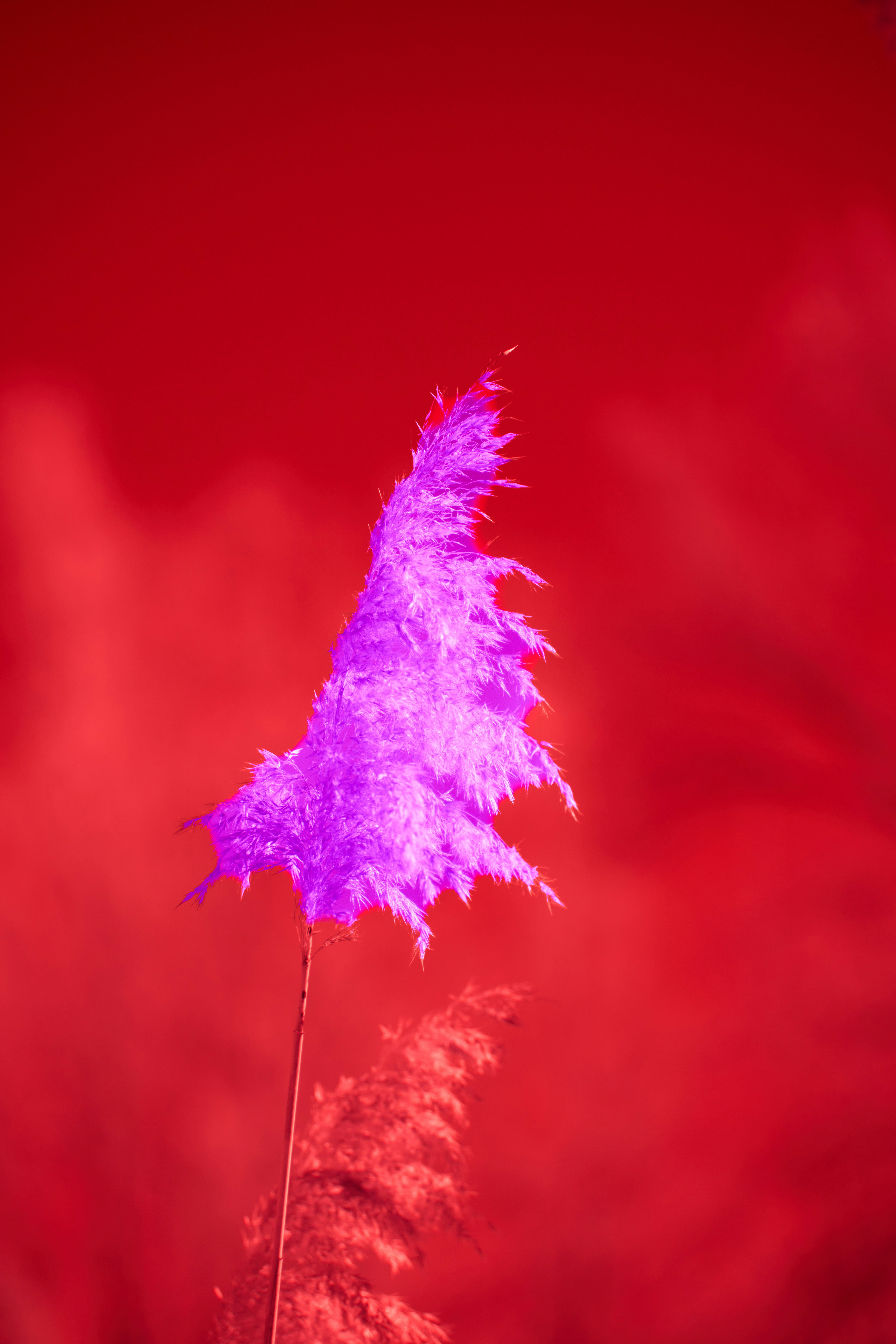 Photo by wolfgang_hasselmann