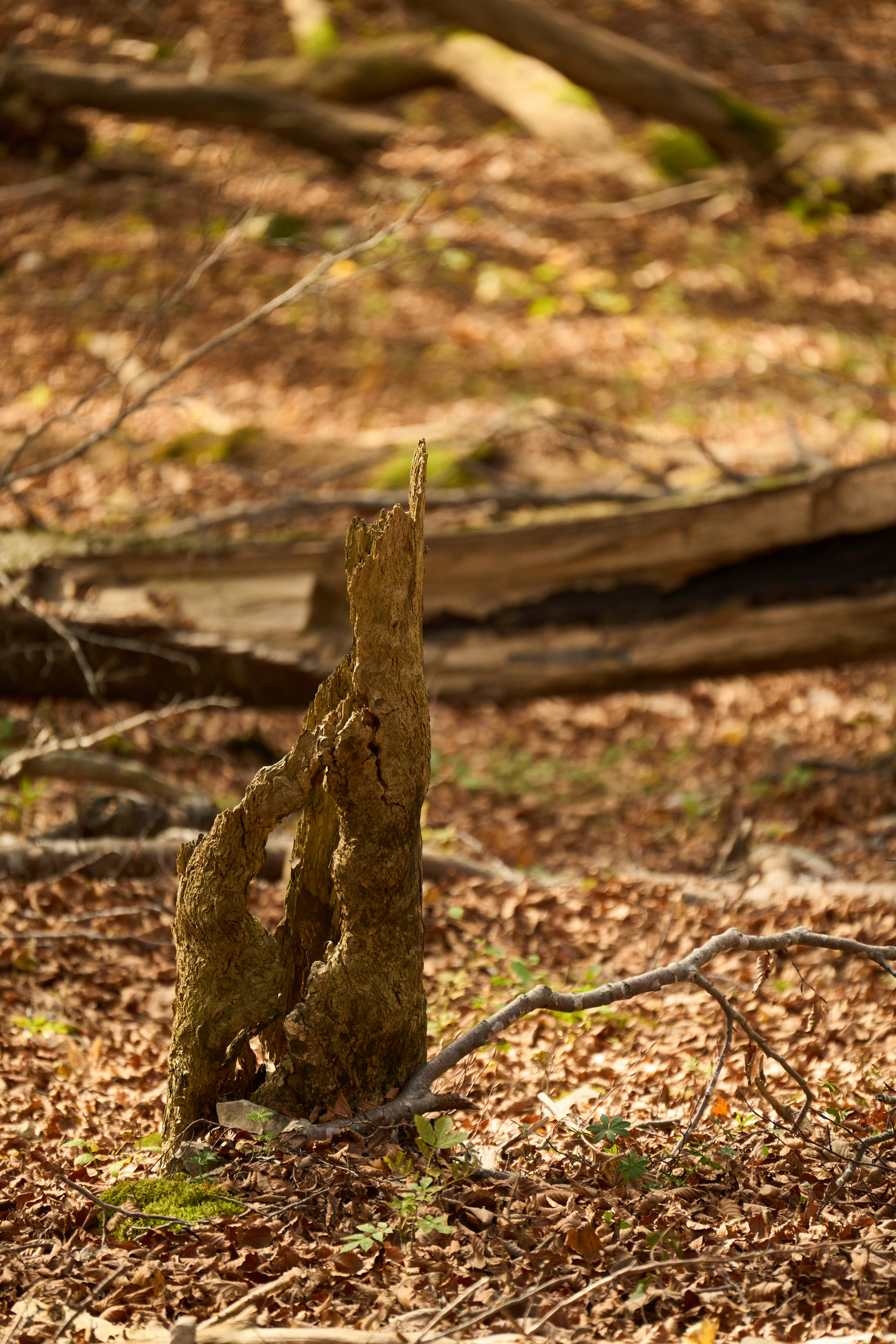 Photo by wolfgang_hasselmann