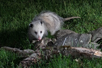 a possle is standing on a rock in the grass