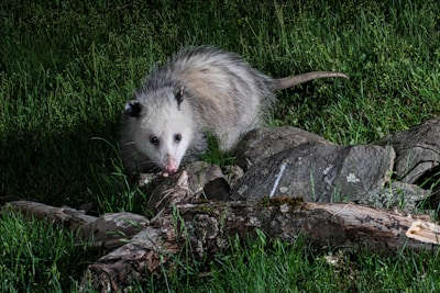 a possle is standing on a rock in the grass