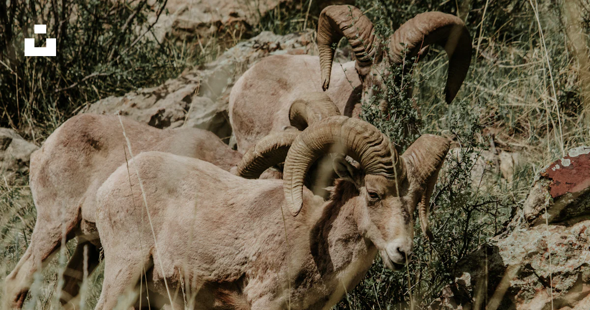 6 Rams Animals A couple of rams that are standing in the grass photo – Free Garden of ...