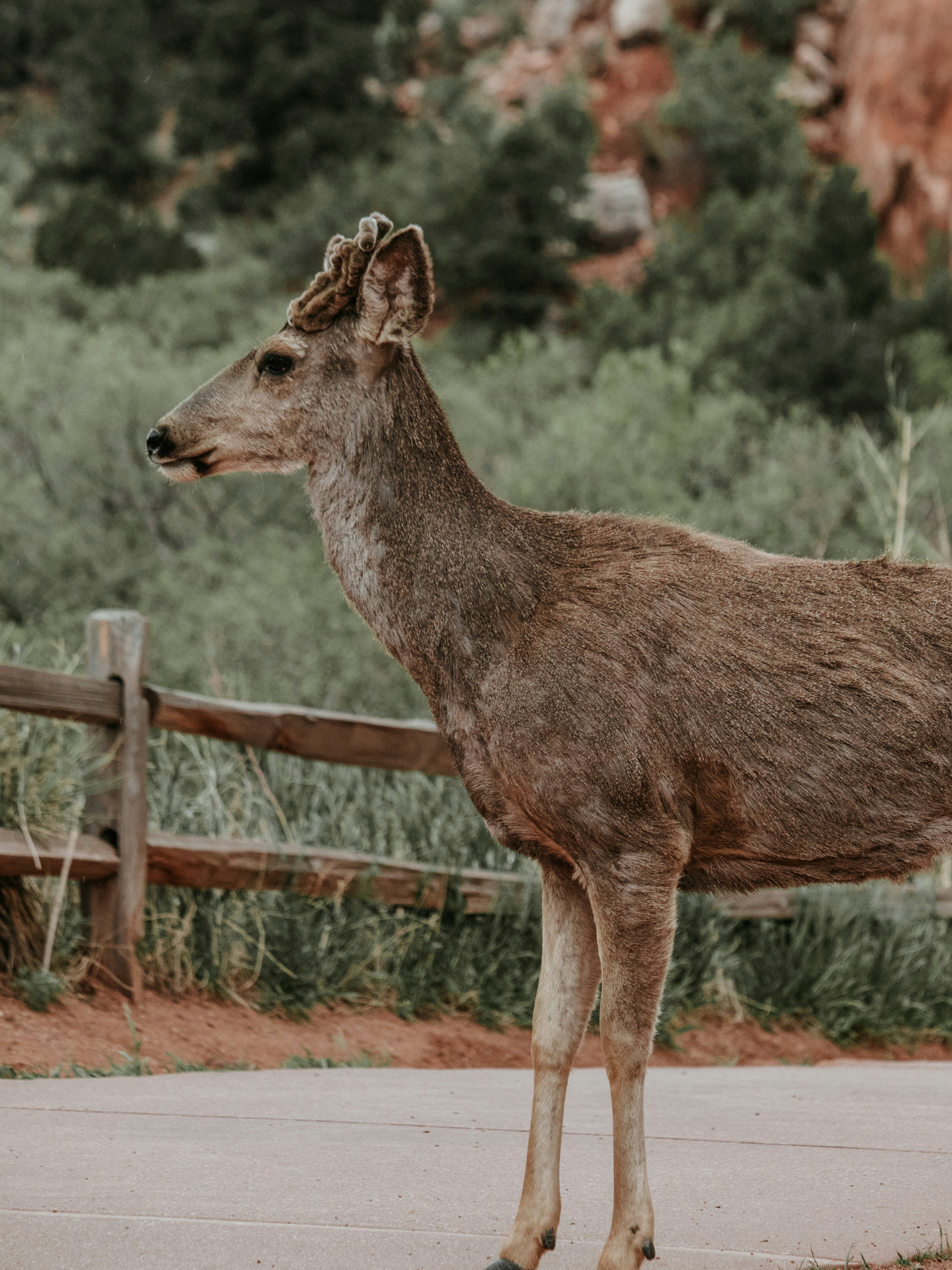 a deer standing in front of a wooden fence